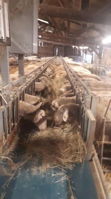 Gite A La Ferme, Avec Animaux, Fromages Et Nature Neuville-les-Decize 외부 사진