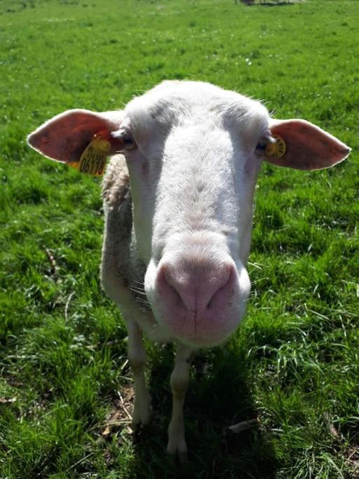 Gite A La Ferme, Avec Animaux, Fromages Et Nature Neuville-les-Decize 외부 사진