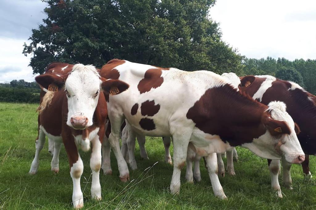 Gite A La Ferme, Avec Animaux, Fromages Et Nature Neuville-les-Decize 외부 사진