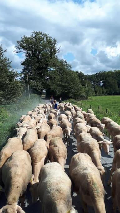 Gite A La Ferme, Avec Animaux, Fromages Et Nature Neuville-les-Decize 외부 사진