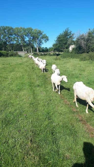 Gite A La Ferme, Avec Animaux, Fromages Et Nature Neuville-les-Decize 외부 사진