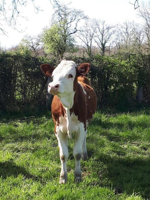 Gite A La Ferme, Avec Animaux, Fromages Et Nature Neuville-les-Decize 외부 사진